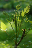 Decaisnea fargesii - Bautschotenstrauch