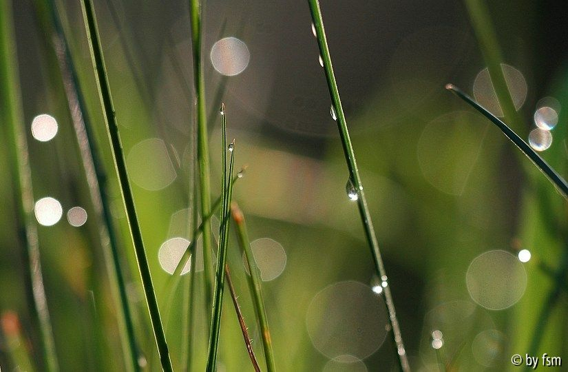 Grastropfen 1