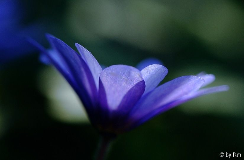 Anemone Blanda 1