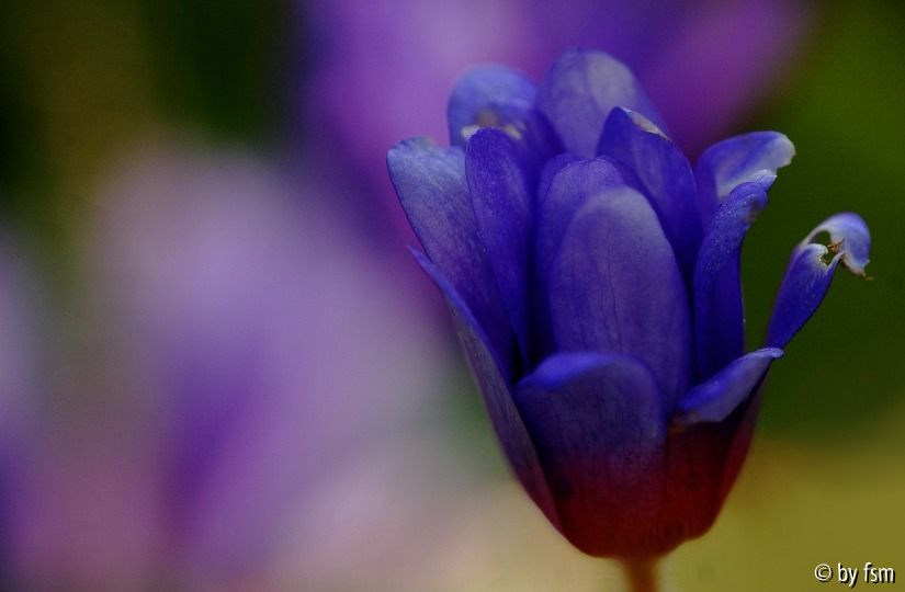 Anemone Blanda 2