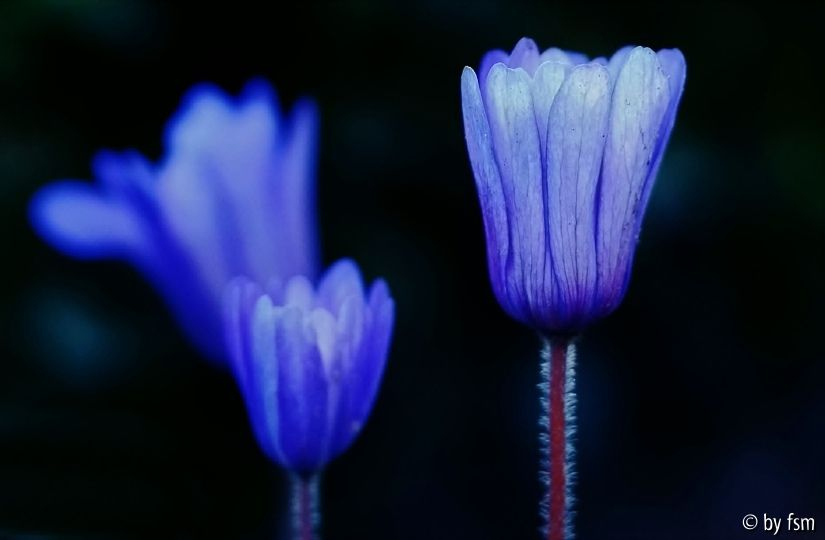 Anemone Blanda 3