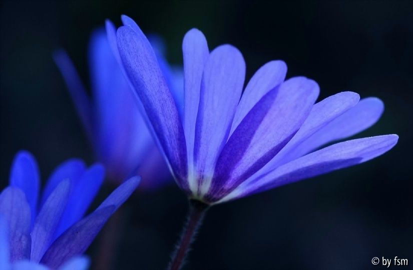 Anemone Blanda 4