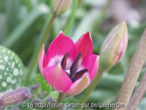 botanische Wildtulpe