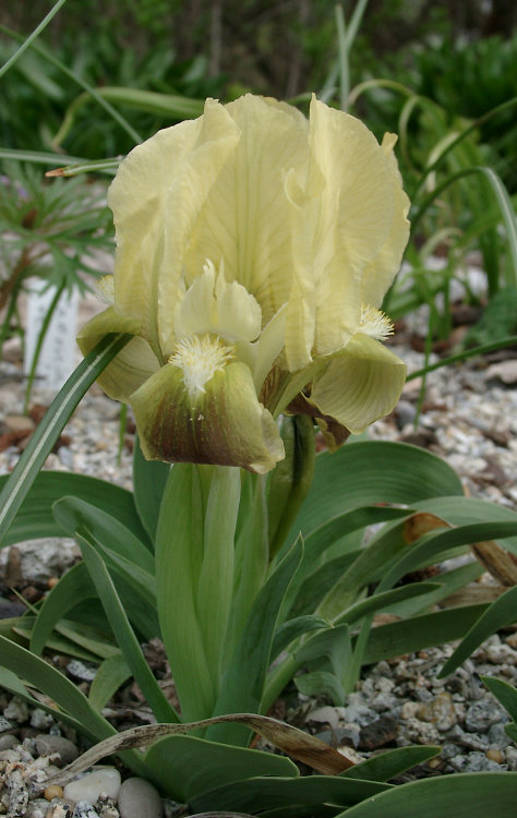 Iris mellita - gelb