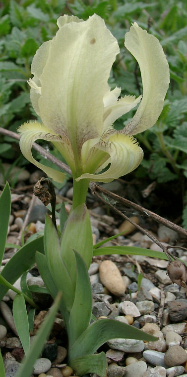 Iris reichenbachii - gelb