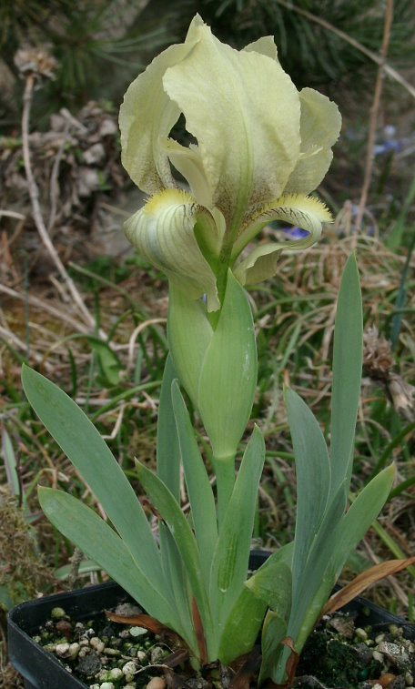 Iris reichenbachii - gelb