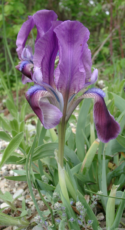 Iris attica