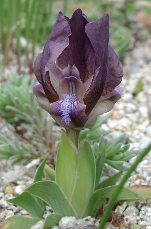 Iris mellita