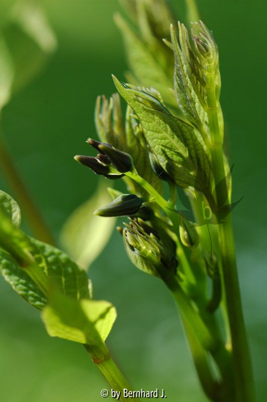 Decaisnea fargesii - Bautschotenstrauch - Blütenansätze