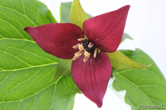 Trillium purpur nah