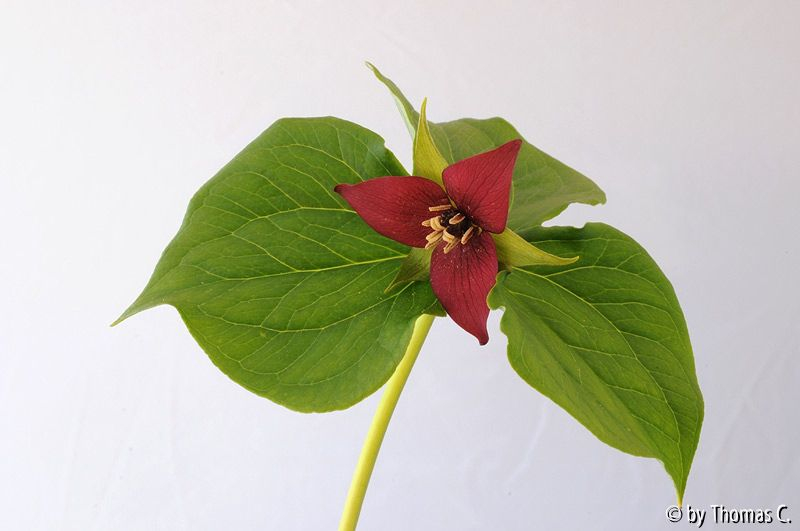 Trillium purpur