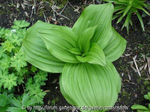 Veratrum nigrum  2008