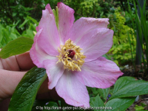 Paeonia mairei - 01.05.08