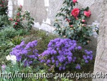 Blick in die Kamelienecke mit blühender Azalee