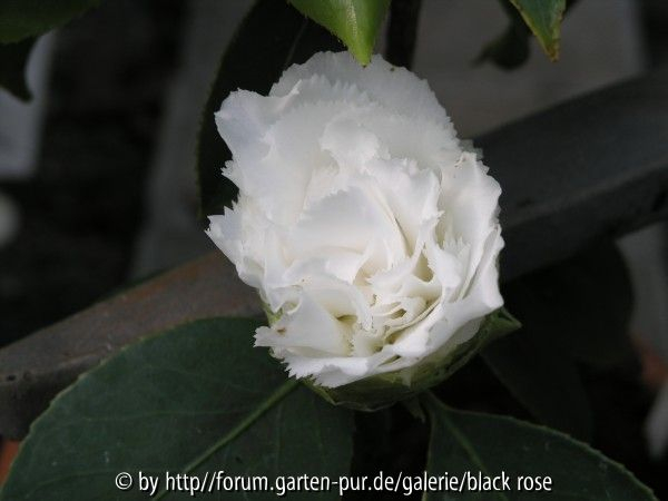 Camellia Jap. Kona blühte 2008