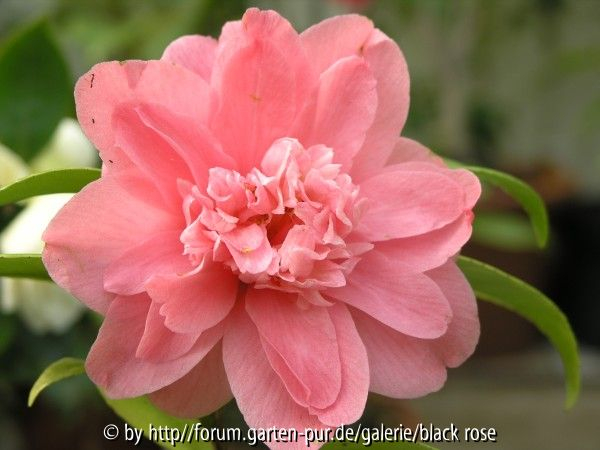 Camellia Jap. Wildwood erste Blüte