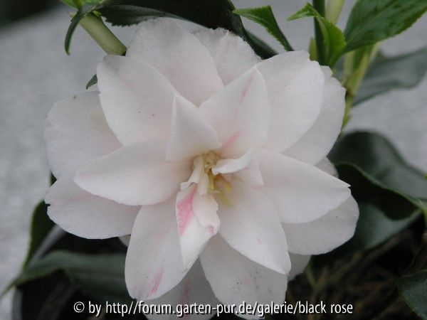 Camellia Jap. Lady Vansittart