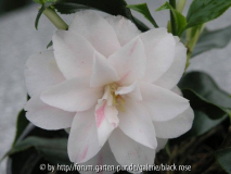 Camellia Jap. Lady Vansittart