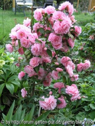 Camellia hyb. Spring Festival im Freiland