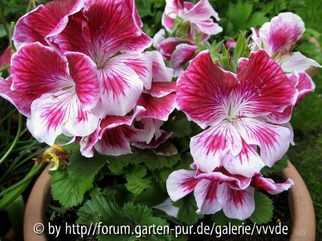 Pelargonium grandiflorum _unbekannt