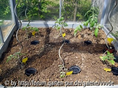 Tomaten_April_2008