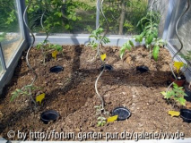 Tomaten_April_2008