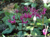 cyclamen carlotta