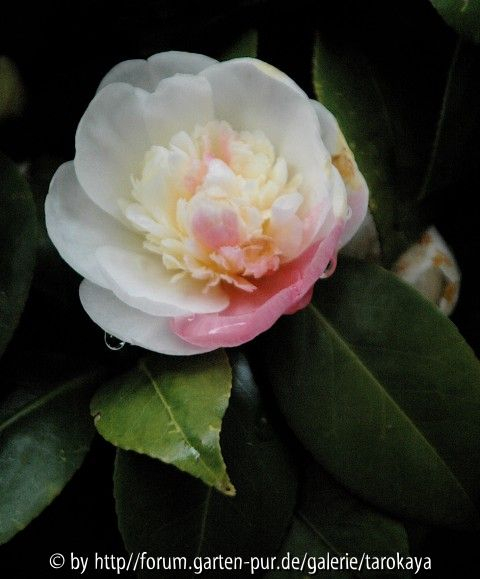 camellia2 carlotta