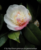 camellia2 carlotta