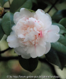 camellia carlotta