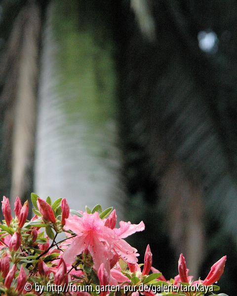 azalee vor palme