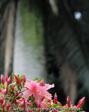 azalee vor palme