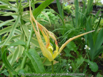 Tulipa acuminata I