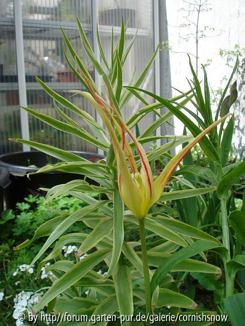 Tulipa acuminata II