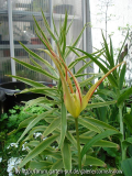 Tulipa acuminata II