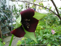 Trillium sulcatum I