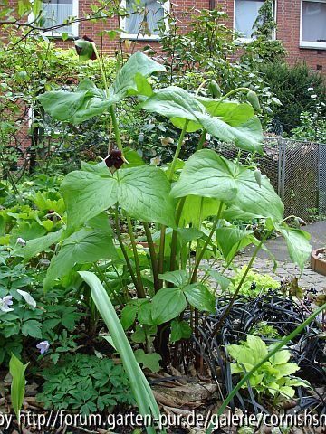 Trillium sulcatum I