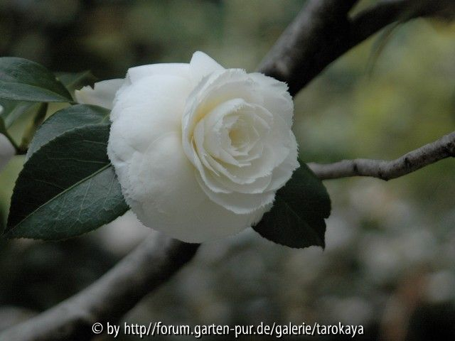 fimbriata