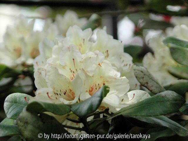 rhodo creme