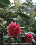 reticulata villa anelli