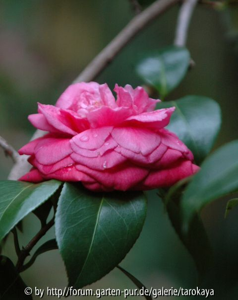 marchesa margherita serra