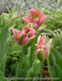 Tulpe Rosa Grün