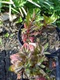 noch einmal : evtl. Saxifraga ?