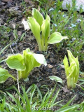 für Karin : mittelhohe Hosta geteilt nach der Pflanzung im Vorgarten