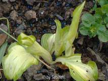 für Karin : Hosta undulata , ein einziges Wurzelstück am Tag nach der Pflanzung