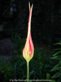 Tulipa acuminata V