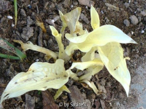 Hosta White Feathers in der weissen Rabatte am 1. Mai