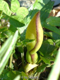 Arum maculatum Blütenstand geschlossen