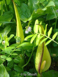 Arum maculatum Einblick in Blütenstand