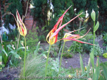Tulipa acuminata III